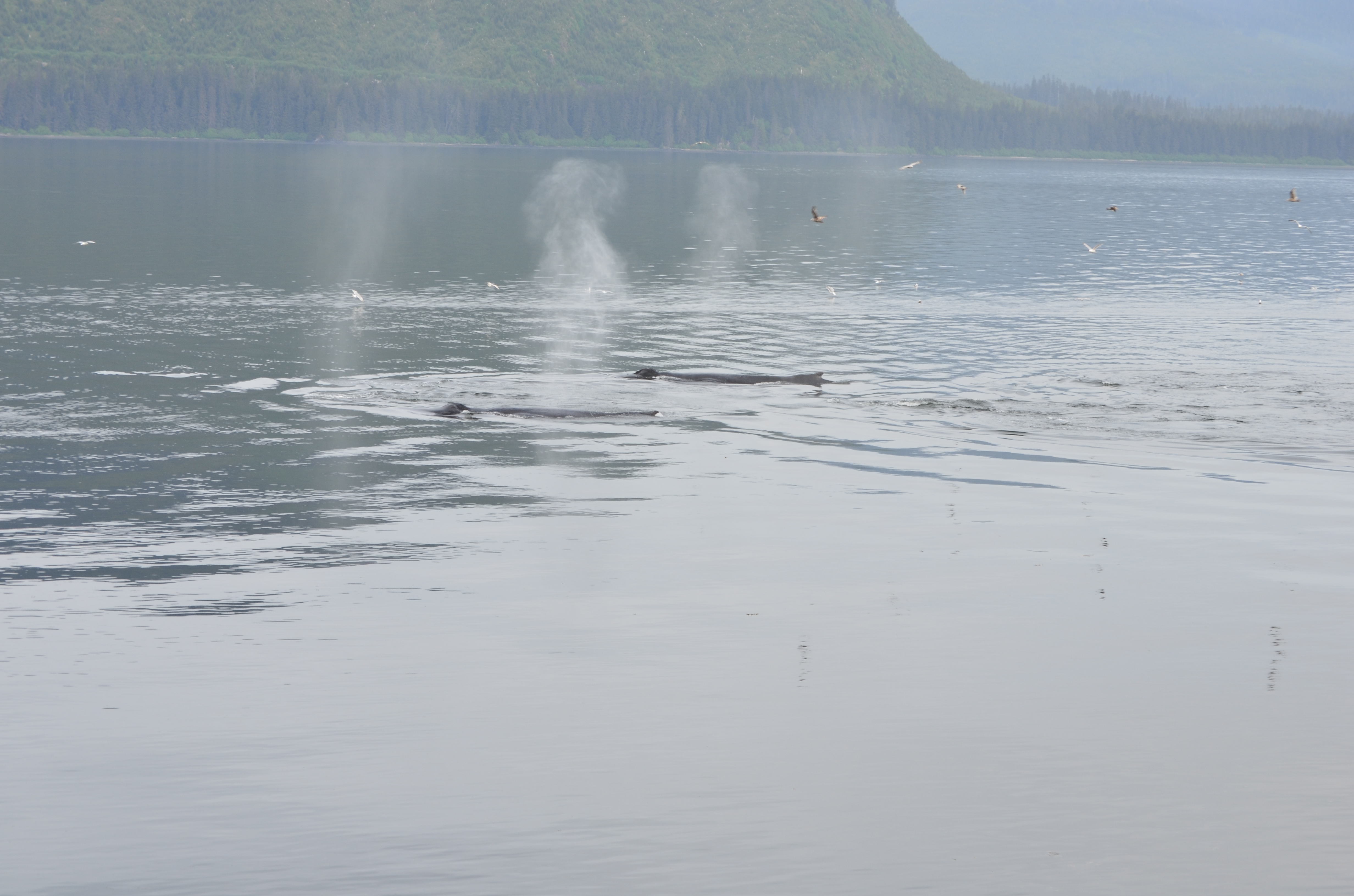 ./2017/08 - Alaska Cruise/10 - Icy Strait Point/DSC_0193.JPG